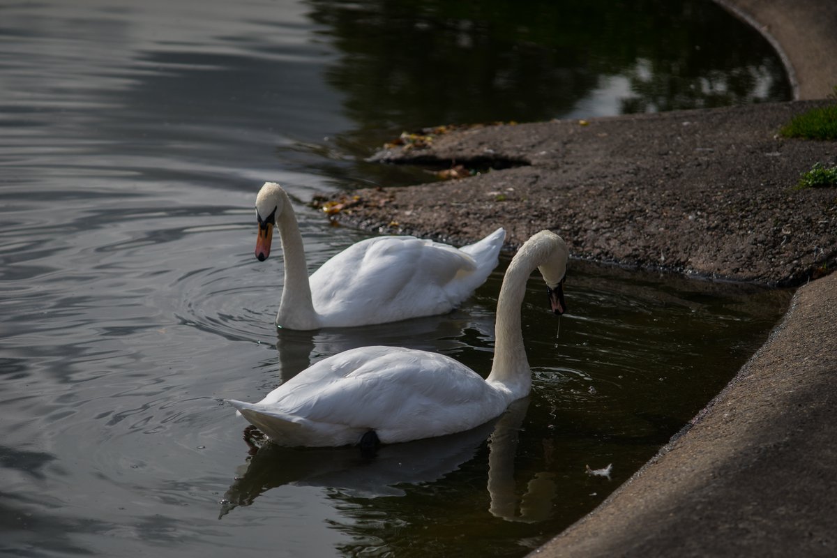 5 years ago on this day, Elder Park boating pond, Govan, Glasgow.