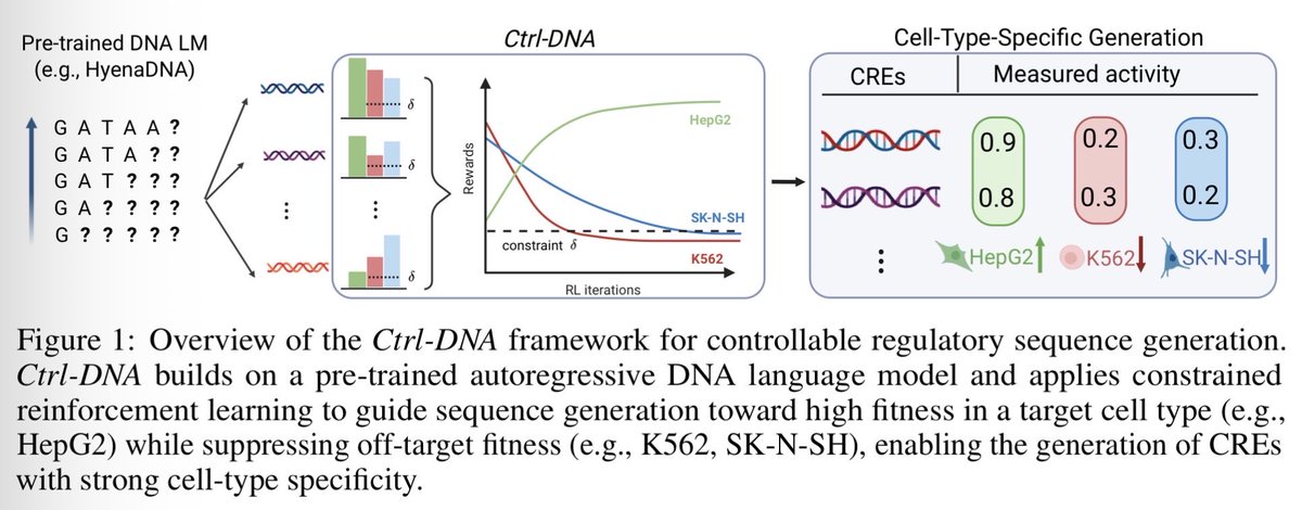 Ctrl-DNA: Controllable Cell-Type-Specific Regulatory DNA Design via Constrained RL arxiv.org/abs/2505.20578