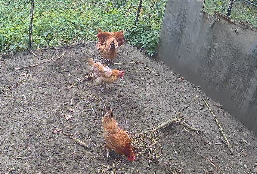 More live animal webcams in the database today.

Watch more horse, pig, bird, dog, chicken &amp; elephant live cams in the Netherlands, UK, Poland, USA &amp; Zimbabwe: animalwebcams.net

#pets #zoo #wildlife #loveanimals #PetLovers #AnimalLovers #animaloftheday