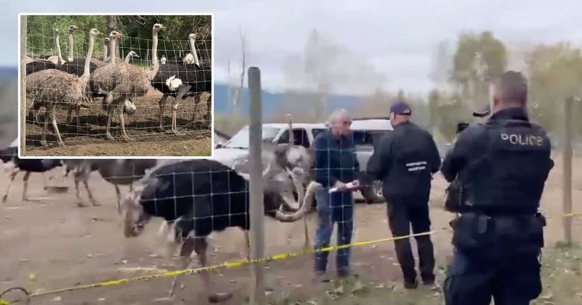 TomTSEC's tweet image. "Just following orders...."

Why are bureaucrats and police determined to kill the ostriches at the Universal Ostrich Farm in Edgewood, BC?

They want to kill the ostriches because they can. 

Make no mistake, the folks who want to kill the ostriches are the same folks who loaded…