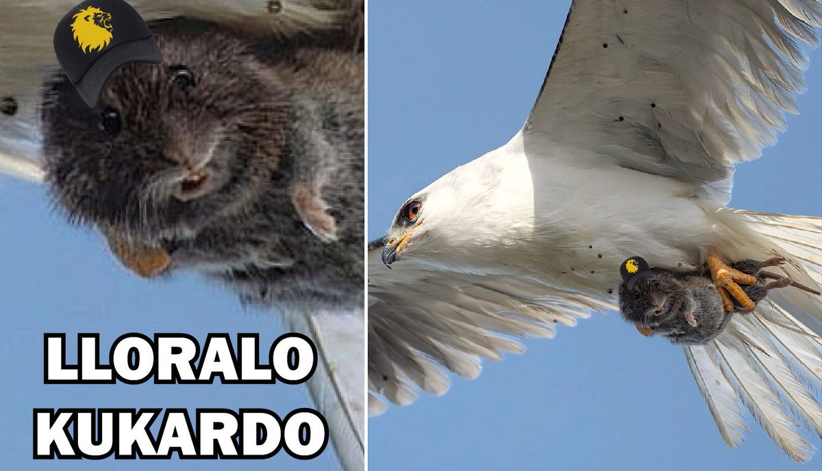 mauro (@maurofdz) on Twitter photo 