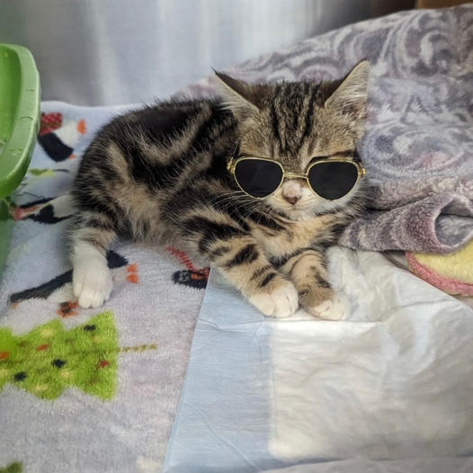 MercedSpca's tweet image. Can our rescue kitten Miracle get more views than Jimmy Kimmel's 126,000 views?