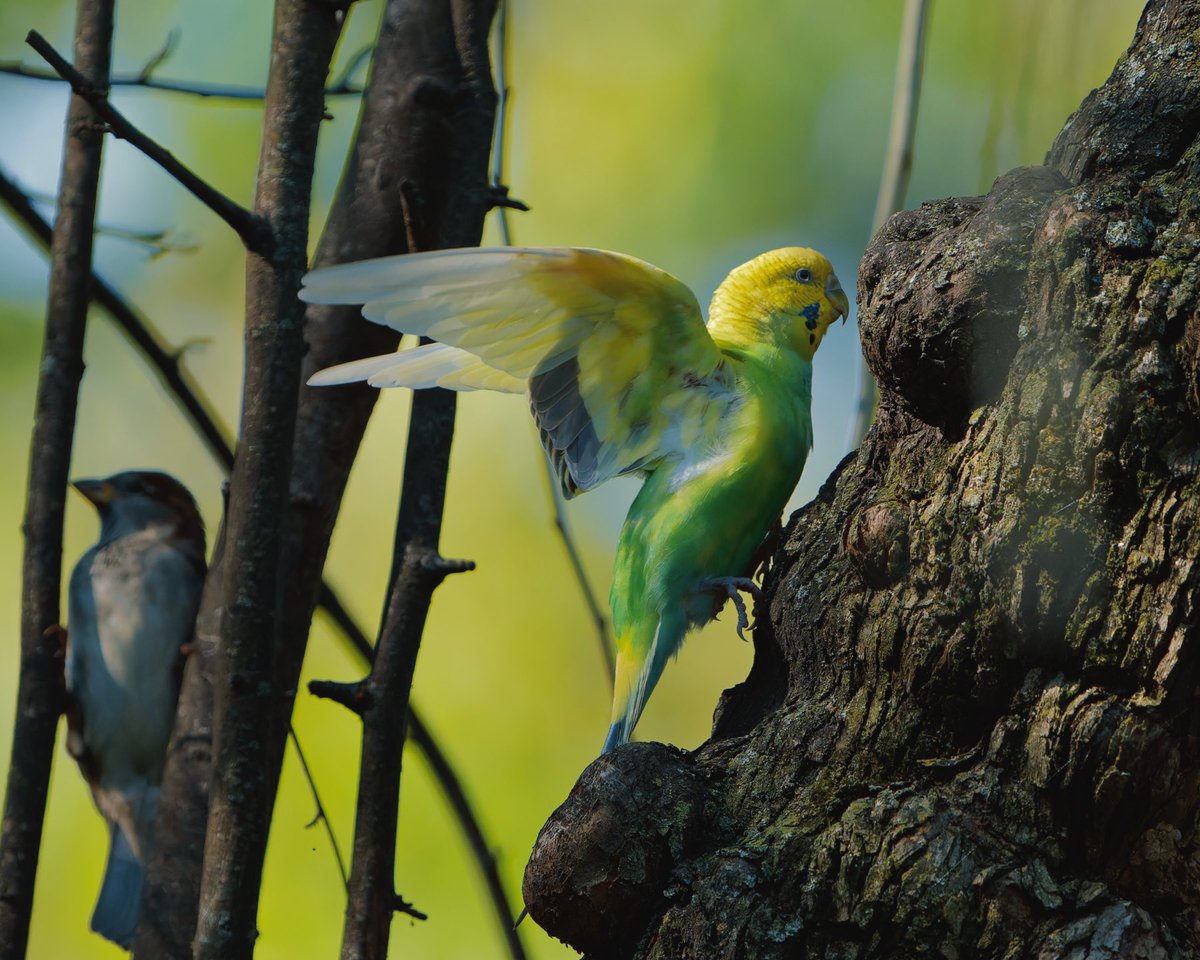 BagelsAndWalks's tweet image. It took us quite a bit of looking, but we were so happy to see Central Park’s lost Budgerigar continue to thrive with her Sparrow flock and the warm days here in NYC. 

Central Park, New York City
#birdcpp #birdtwitter #centralpark