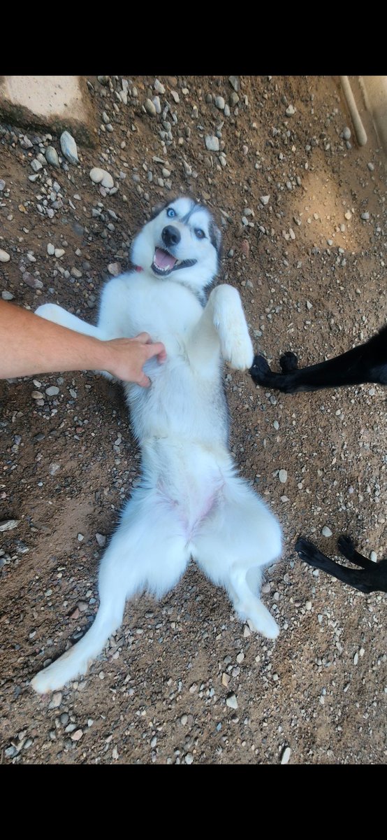 SwoopiePoopy's tweet photo. Happy #InternationalHuskyDay!!!

Here's to celebrating some of my absolute favorite dogs in the world! https://t.co/jihLudJTOh