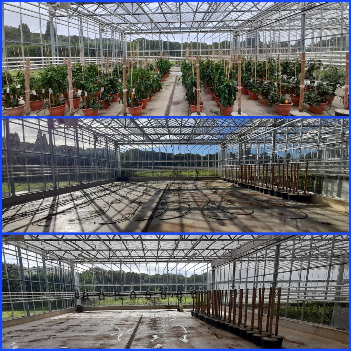 Sweet Pepper trial now finished.
Trials team cleared them out yesterday, 
I'm now in the process of cleaning the glasshouse in preparation for plants returning from the garden for overwintering.