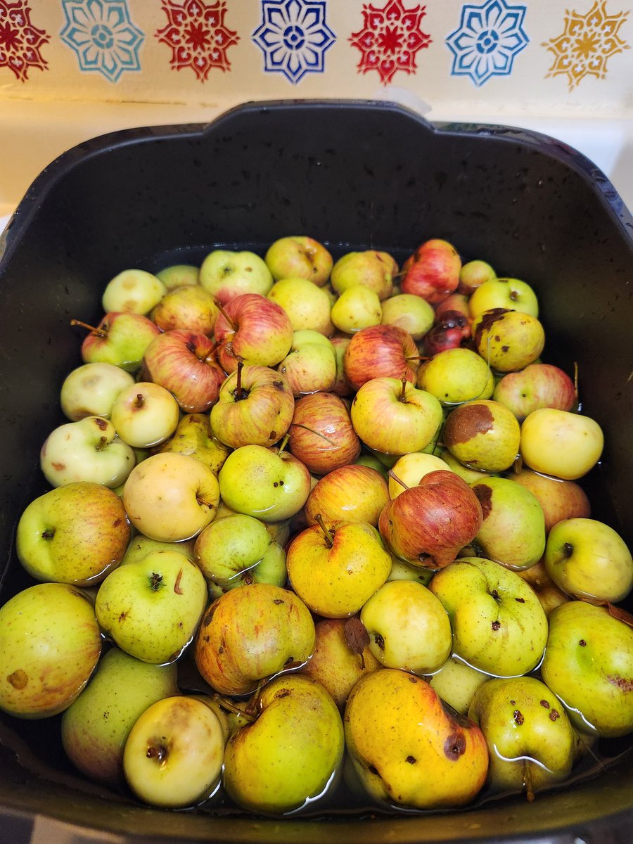 Finishing these today. They are a lot of work, but the usable flesh and peel create a delicious juice for jelly.

I prepared 4lbs of usable fruit and peels, it's on the stove now. Yes, there's a lot of waste! Insect, bruise, rot, weather damage, etc. And a tub full to do later.