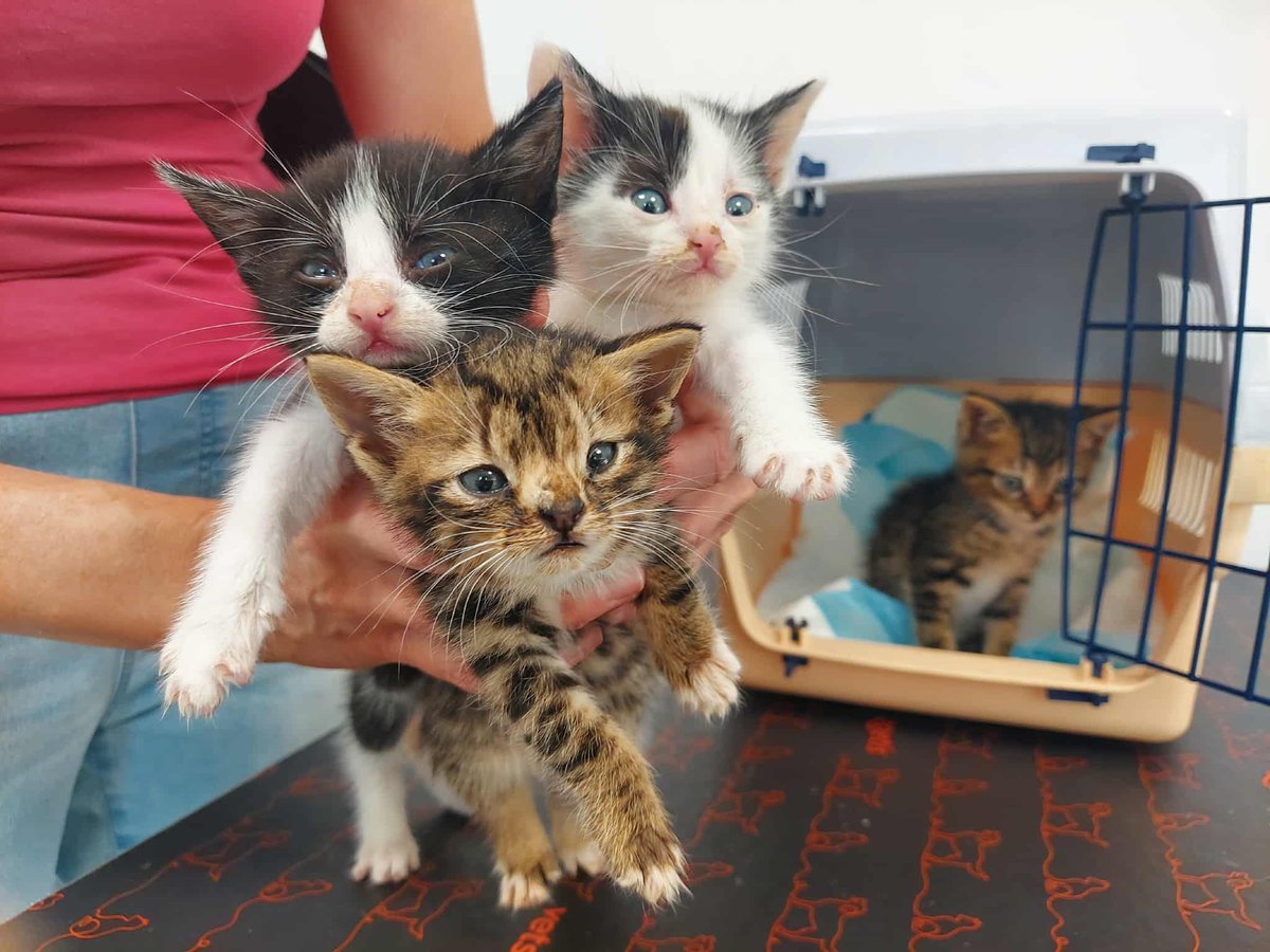 1 dzień do końca zbiórki 💔 
Proszę pomóżcie 🙏 

ratujemyzwierzaki.pl/kocieta-z-czar…