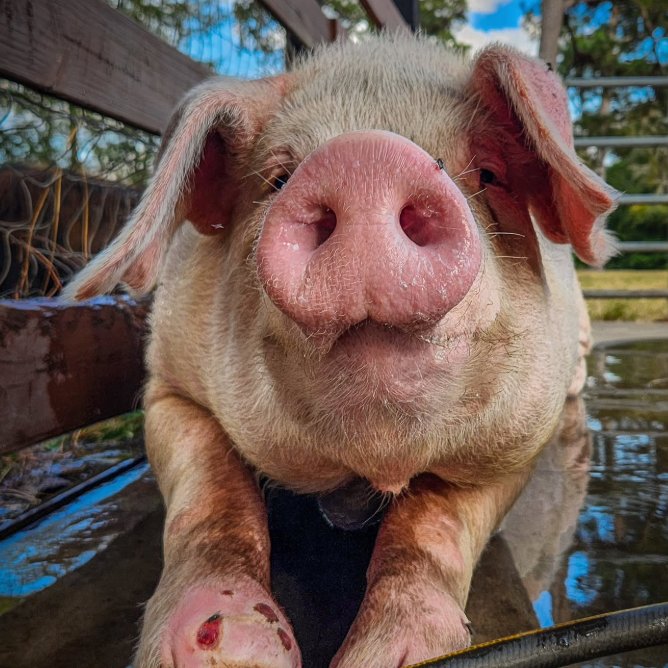 📅 23rd September 2025
🏷️ Instagram/sisrefuge
💕 #animaloftheday