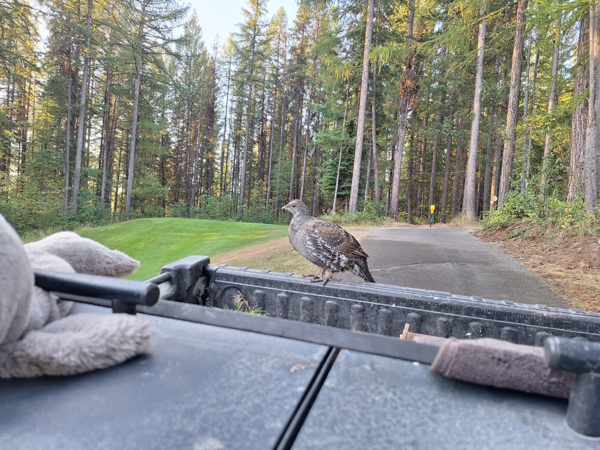 When you play a round at Trickle, you’re not just golfing you’re stepping into nature. From bears to moose to deer, wildlife sightings are part of the experience.
Lately, we’ve had a new regular on the course, this little grouse! 

Keep an eye out, he might just walk up to say hi