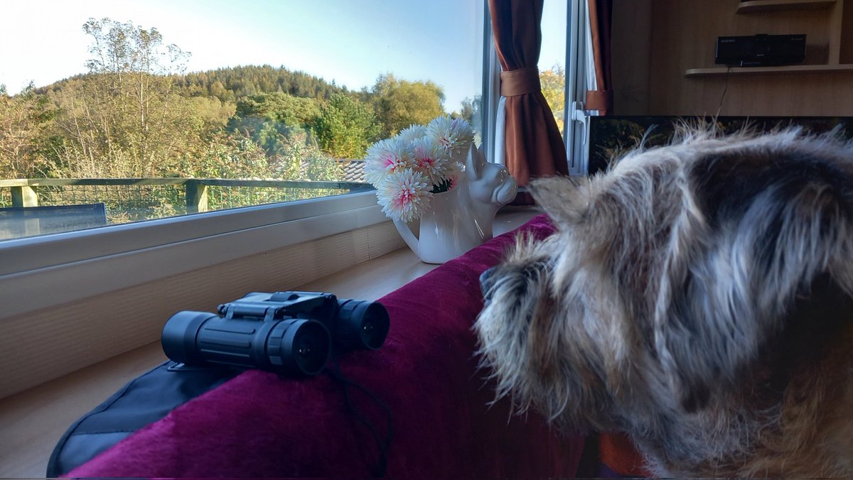 Been down at me place by Kipford, pals. Got me binnocs out for squizzer/zombie watch. It's a tough job, but somedog has to do it. Humans were useless. Too busy eatin cake pfft #BTPosse #zshq