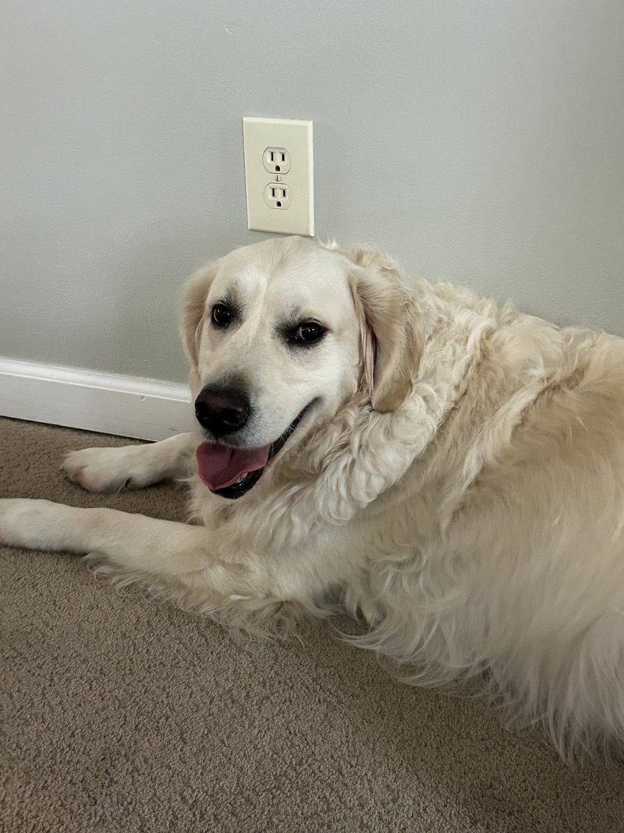 Two tongues out from the same walk but, in separate rooms.