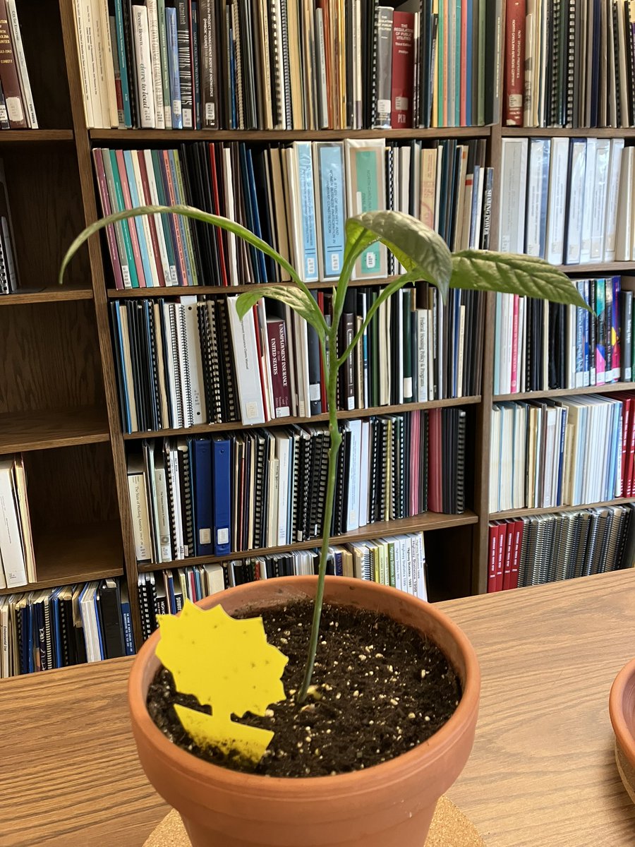 NCGA_Avocado's tweet photo. Nearing time for a naming contest for our newest avocado. Put on your thinking caps. https://t.co/BcOd60fyBv