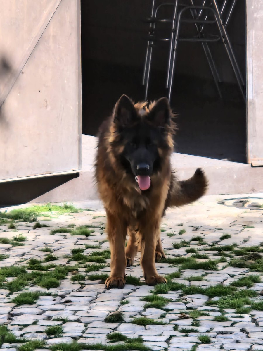 Esta cadela da raça Cão de Pastor Alemão fugiu hoje na zona de Montijo/Alcochete. 

Dá-se pelo nome de Jiny

Qualquer informação mandem-me DM pois tenho um filhote a sofrer muito pela falta dela.