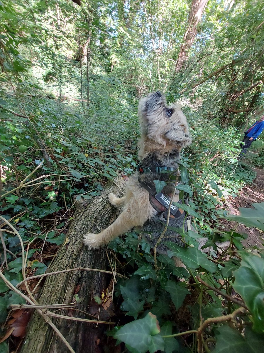 Gary Border Terrier 🏴󠁧󠁢󠁷󠁬󠁳󠁿 🇺🇦 tweet media