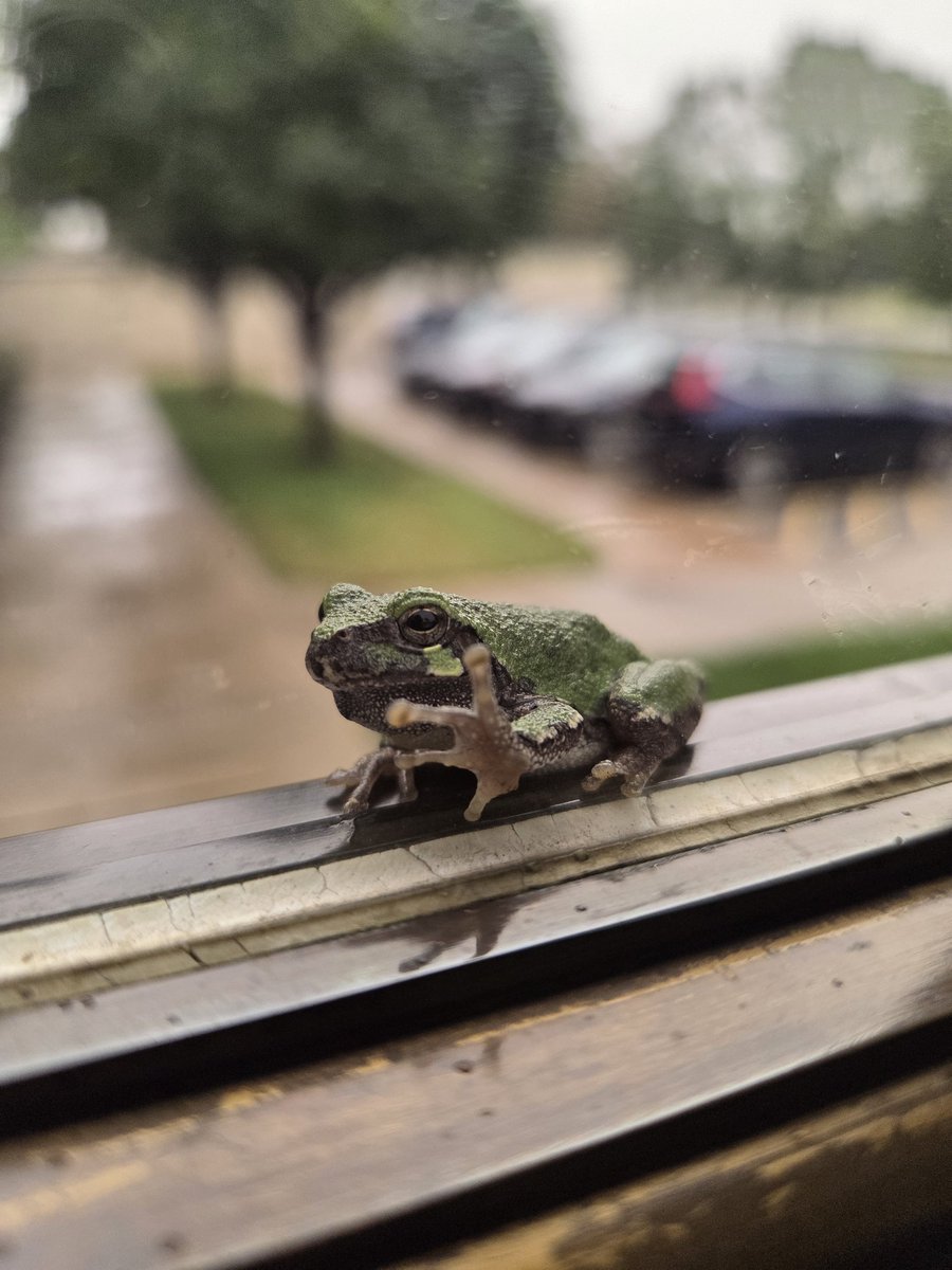 IkeLibrary's tweet image. This little fella was hanging out on one of our entrance doors today.

The message here is obviously that the Eisenhower Presidential Library and Museum is toadally awesome.

#ilikeike #ikelife #abilenekansas #terriblepuns #dadjokes