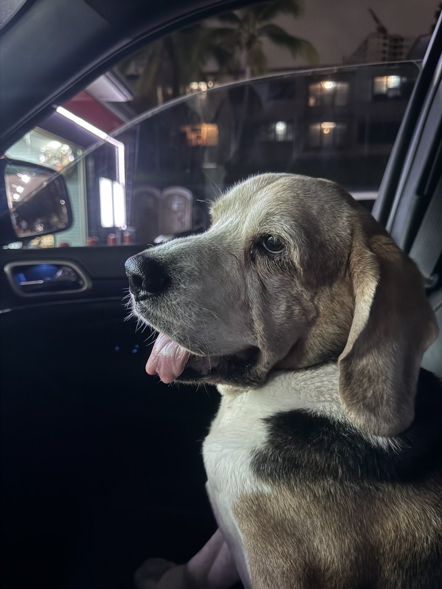 ktulsidas's tweet photo. @_XDogs Jack left to heaven on Jan 02 2025. God bless you always be happy and in peace love you ❤️ https://t.co/adzZaJqeew