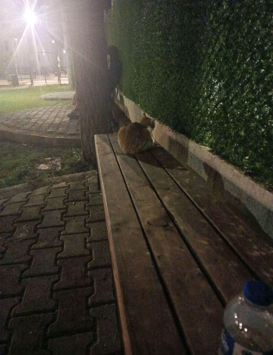 aleyynese's tweet photo. mamasını verdim suyunu da verdim arkasını dönüp oturdu... Sevdirmeye gidince tırmalıyor boşuna dememişler kediler nankör diye shshddud https://t.co/liduniVhYd