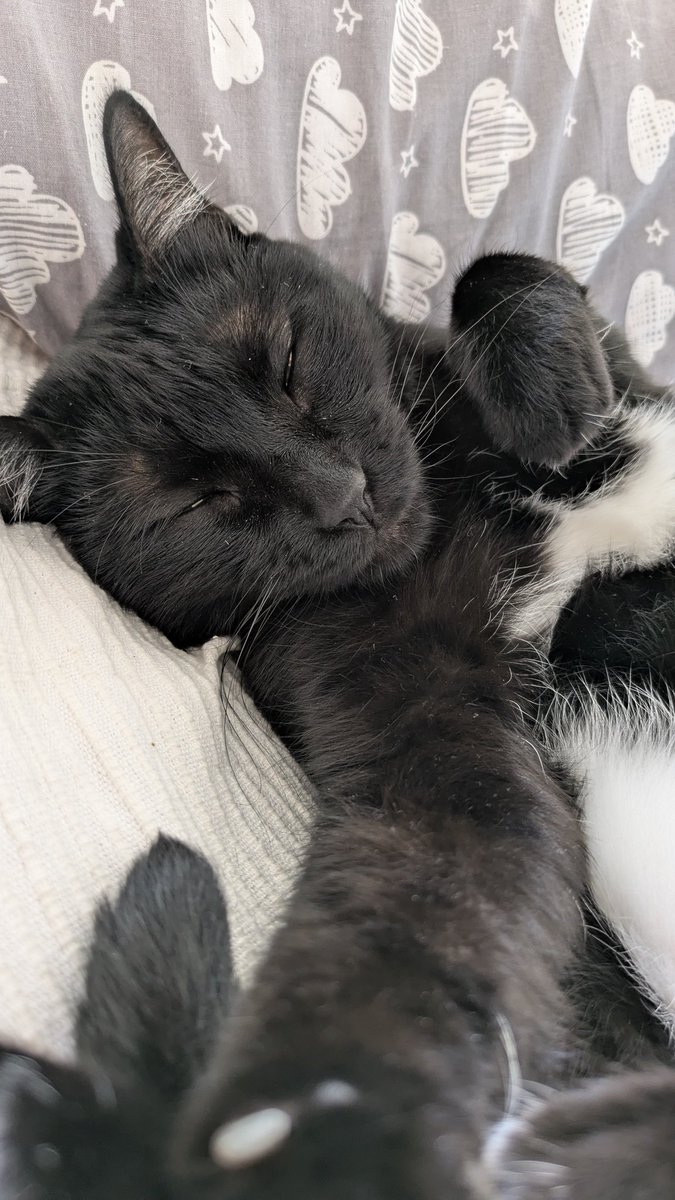 Joao Cravo tweet media