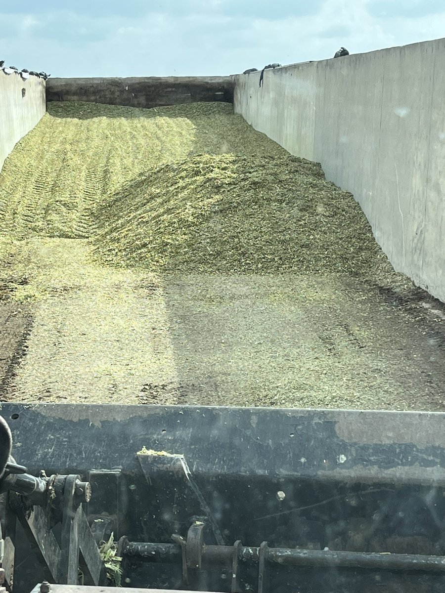 Cows will be eating fresh corn in the morning! #silage25