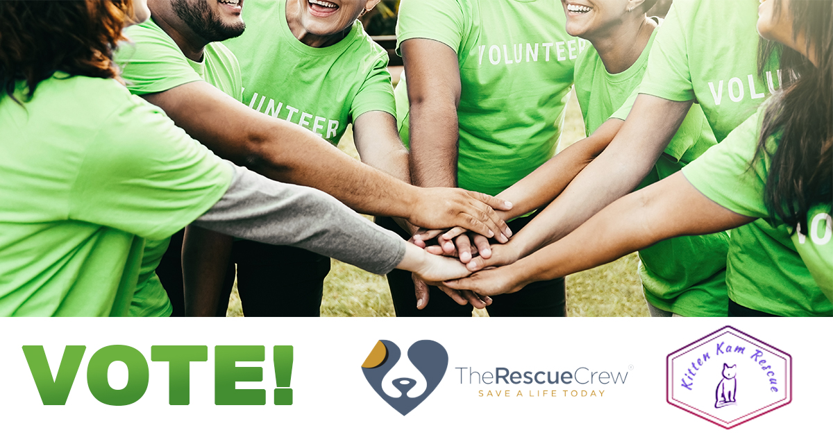 💰 It's time to make your voice heard! Two awesome charities are going head-to-head for a $2,000 donation from Connexus — and you get to choose the winner! 🏆 
Vote @ ow.ly/IGsQ50WzA4h

The Rescue Crew  🫶  Kitten Kam Rescue

#Charity | #Donation