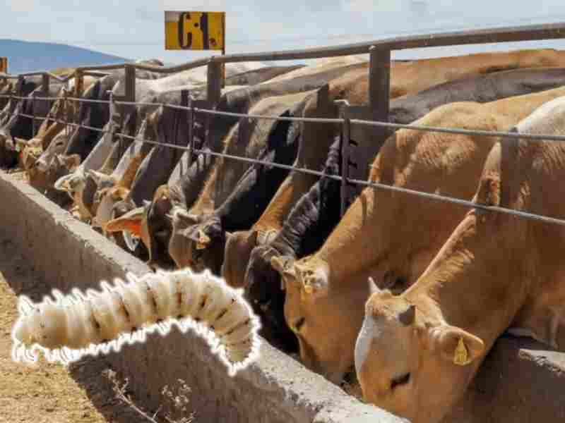 ArribaElCampo's tweet image. Arriba personal del #USDA- #APHIS a #NuevoLeón por caso de #GusanoBarrenador del #Ganado arribaelcampo.com.mx/arriba-persona…