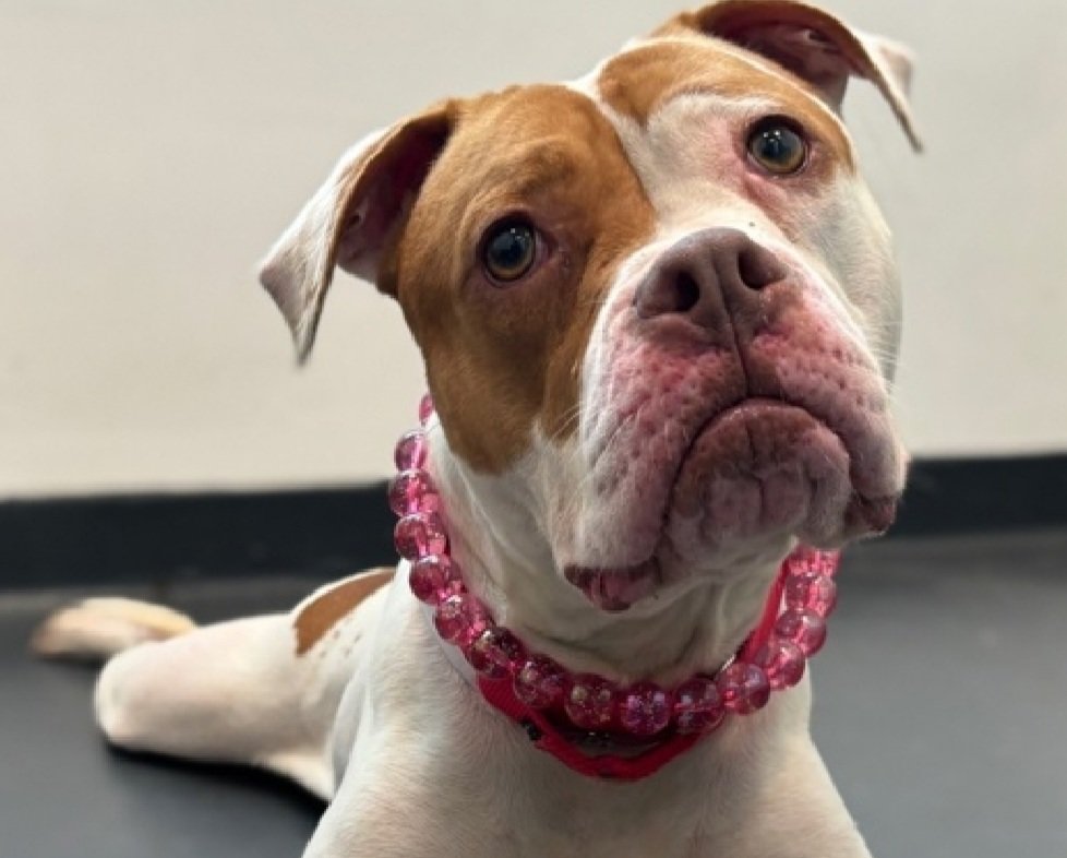 Morgan Fairchild's Dogs tweet media