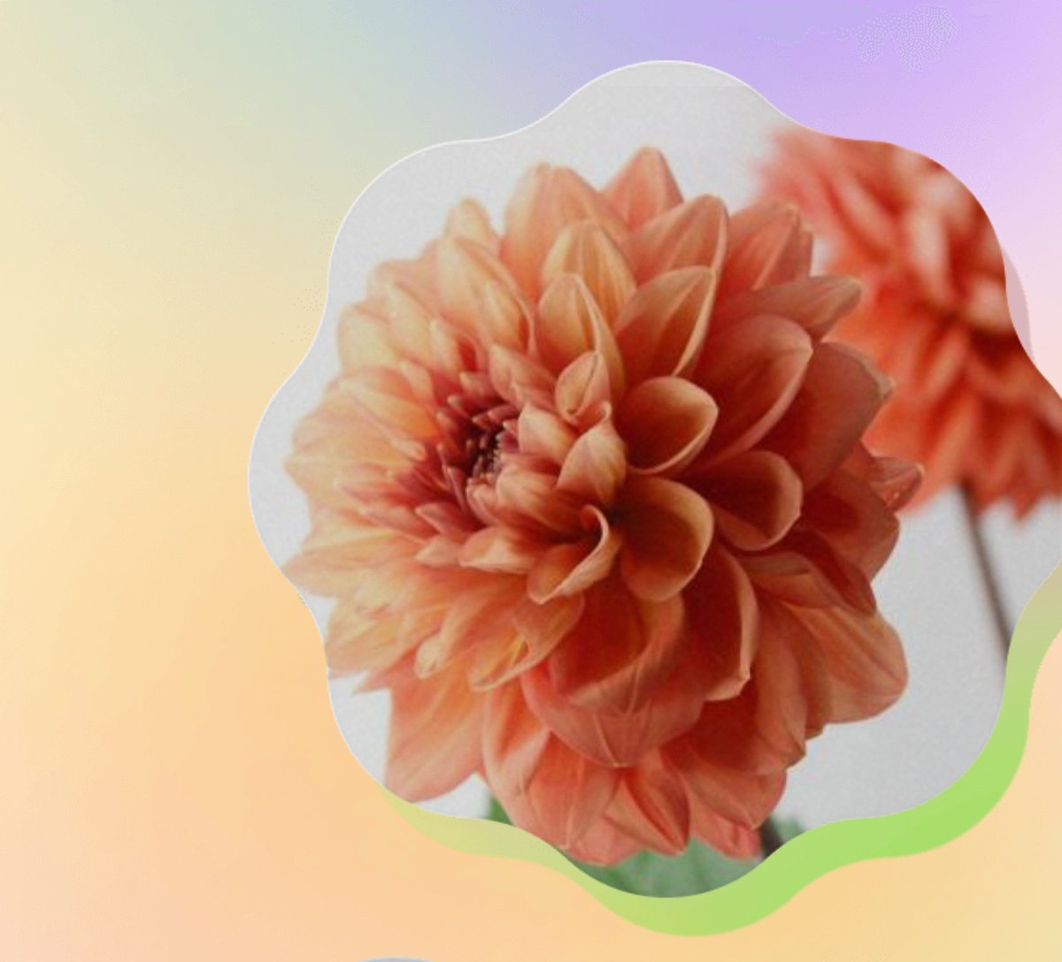 ♡プリティさま♡ ありがとうございます！ Kyun” to Hyugaizaka 46 and Miyazaki Hinata Fes - YouTube