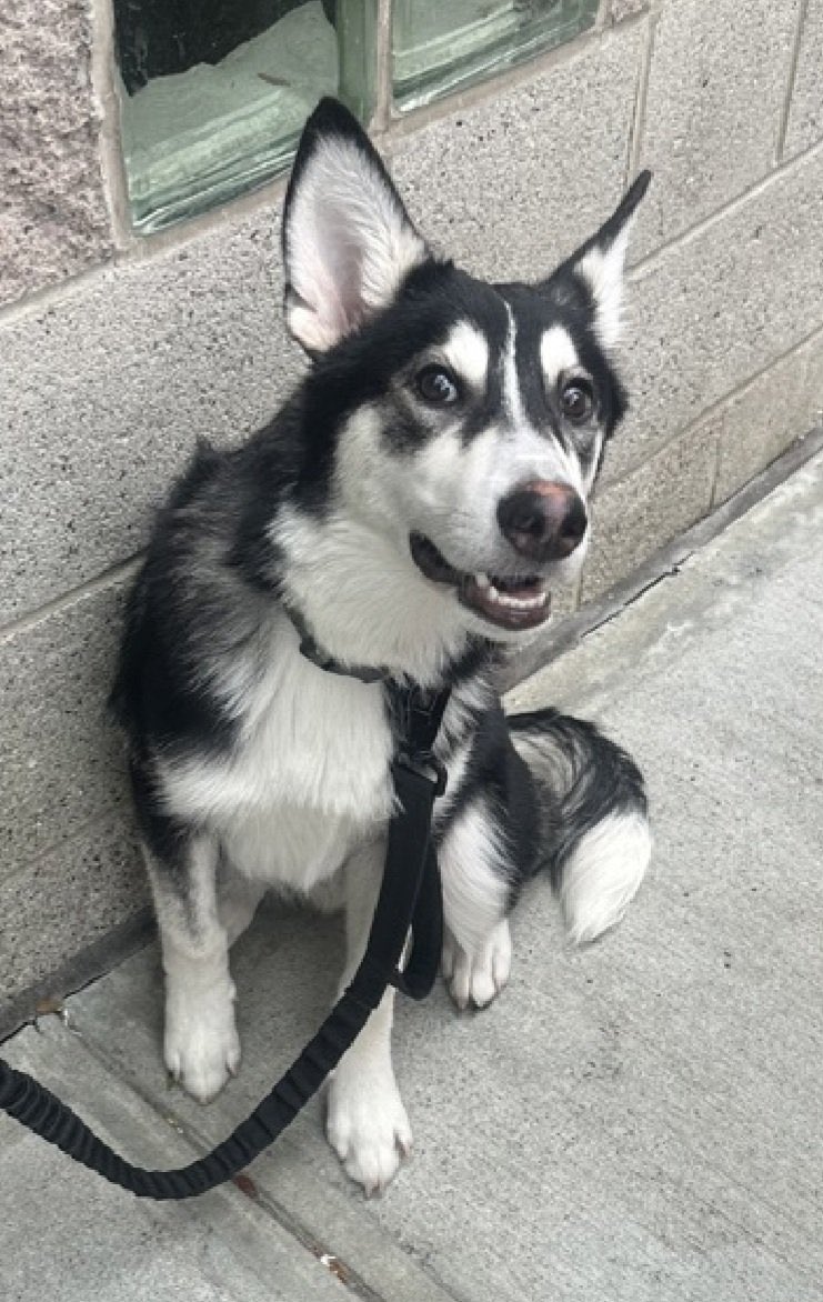 Amarok • TBK 💉September 2️⃣5️⃣ NYC

C’mon peeps he’s begging  you to look at him ☹️😖😭 🙏🏻🙏🏻