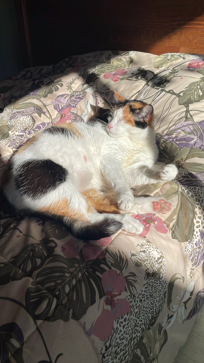 manolitop 🎙️ tweet media