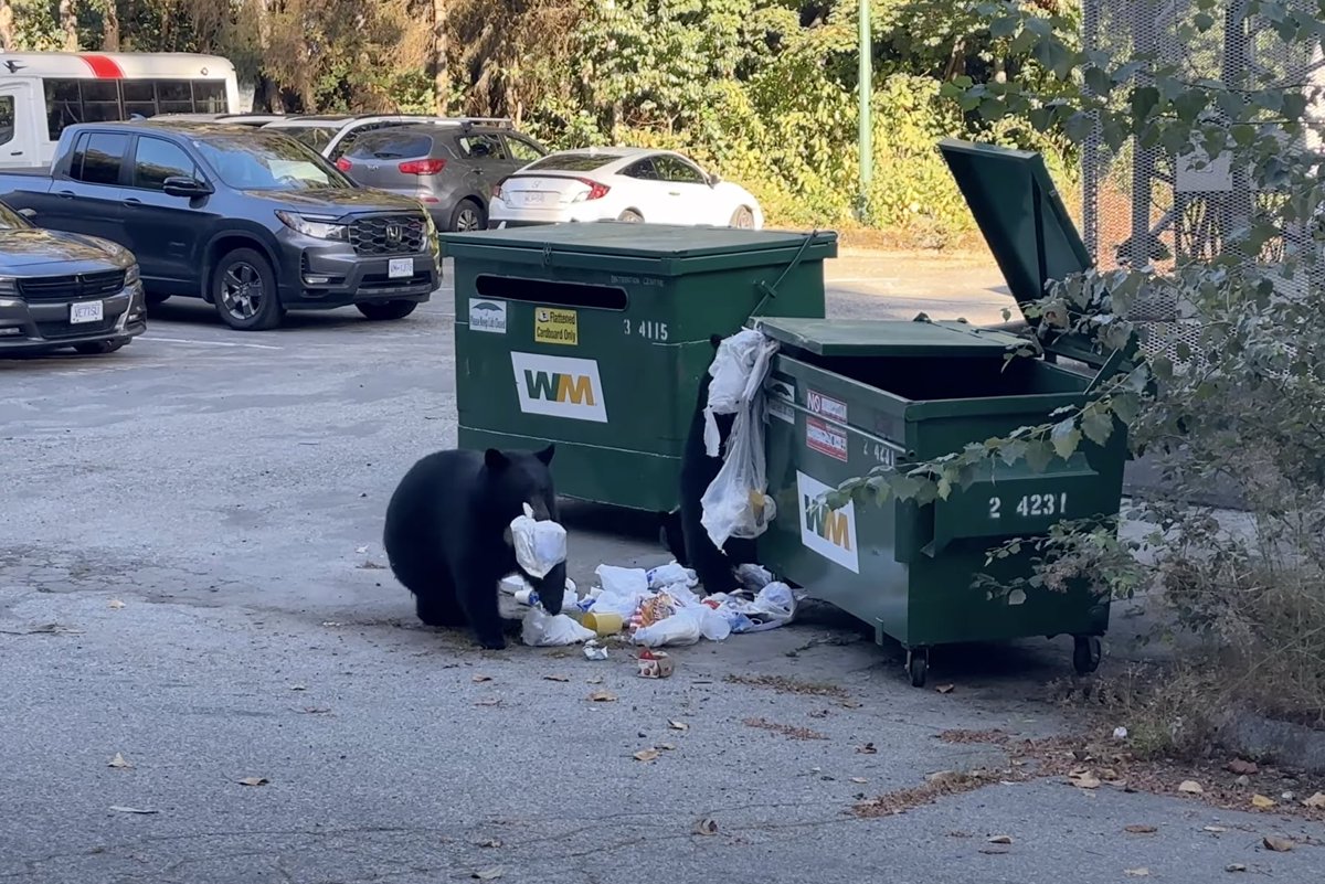 To all club members and those visiting VE7SCC facilities, please be ‘Bear Aware’ when coming and going. Multiple reports of bear activity close to the club entrance. BC Housing will be locking that garbage bin ASAP.