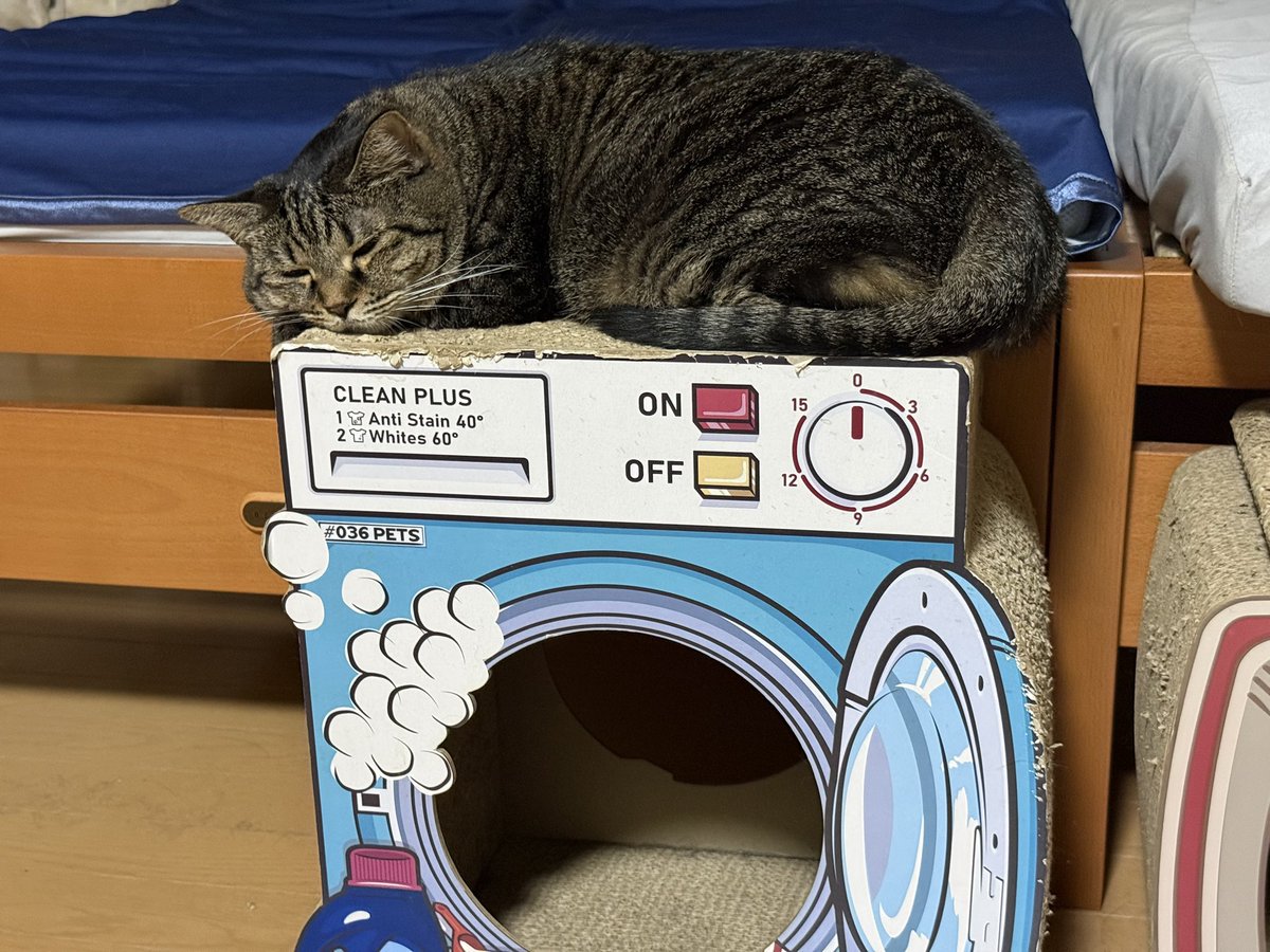 だんごちゃん

今日も1日頑張りましょう！

#猫好きさんと繋がりたい
#猫のいる暮らし
#保護猫