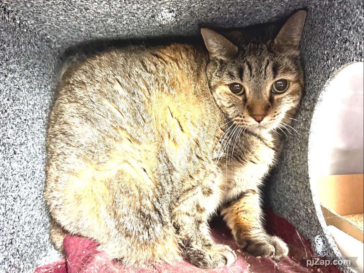 OWNER EVICTED.

The Marshal completed a legal Possession. The Marshal has indicated that there were 2 cats left in the unit. Eli and Eloise. Owner was evicted and not able to reclaim.

facebook.com/photo/?fbid=12…