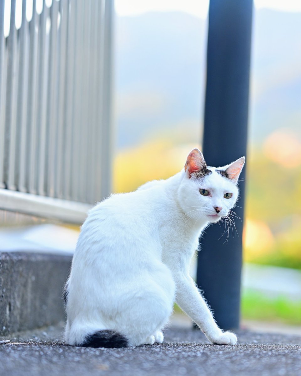 さんぽねこのゆきちゃん on X: 