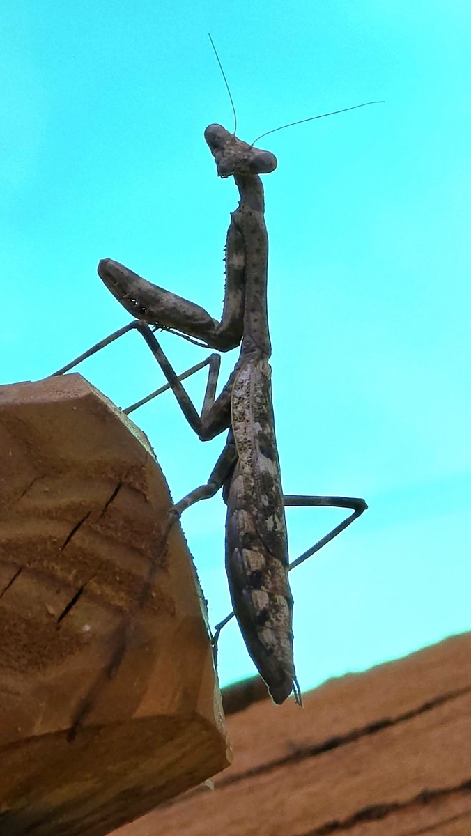 PaulShellDev's tweet image. My new head of backyard security
Never seen a mantis before 😍