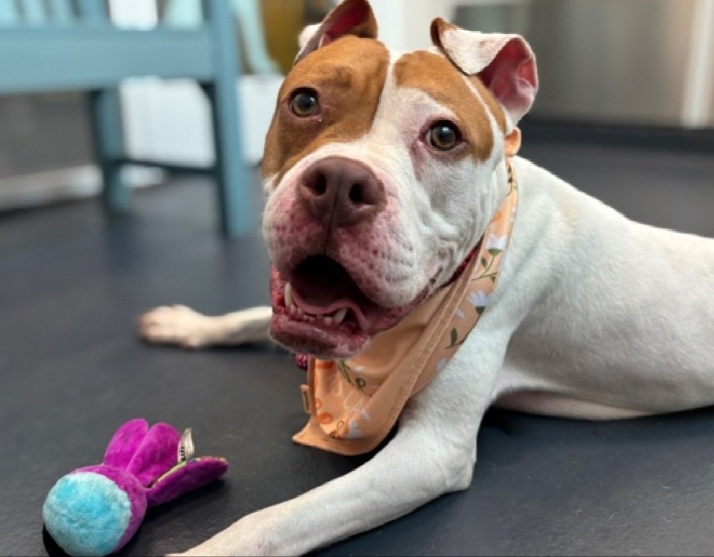 💔Pulaski💔
#NYCACC #235997 4y
▪️To Be Killed: 9/25💉 

Precious sweetie's💔, larrived stray, listed after 18 days!
Adorable girl's eager 2 pls + ready 2 be 4ever loved.
Has 2/6 heart murmur (v treatable) + CIRDC!
Needs loving, all adult, N.East #Foster, 4 MD/security, as only