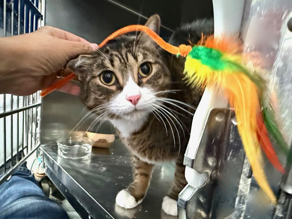 OWNER EVICTED.

The Marshal completed a legal Possession. The Marshal has indicated that there were 2 cats left in the unit. Eli and Eloise. Owner was evicted and not able to reclaim.

facebook.com/photo/?fbid=12…