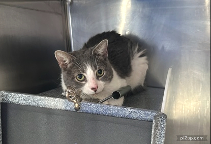 NYC's DEATH ROW CATS tweet media