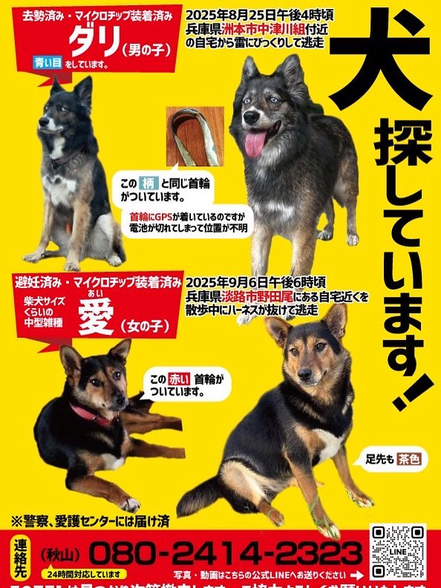 淡路島にて探しています
二頭共　目撃情報が全くありません
もしかしたら移動をかなりしている
可能性もあります
見かけたら声をかけず
何時でも良いので連絡ください

#兵庫県迷子
#迷子犬
#保護犬
#淡路市
#淡路島