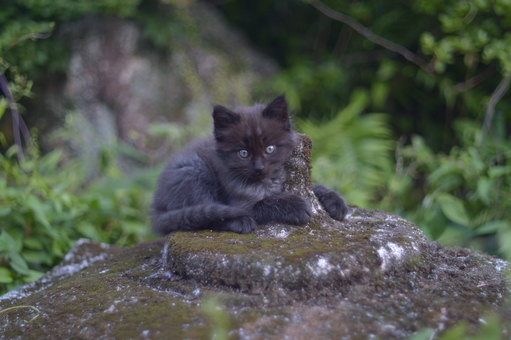 ねこ あつし》@猫と暮らしています on X: 