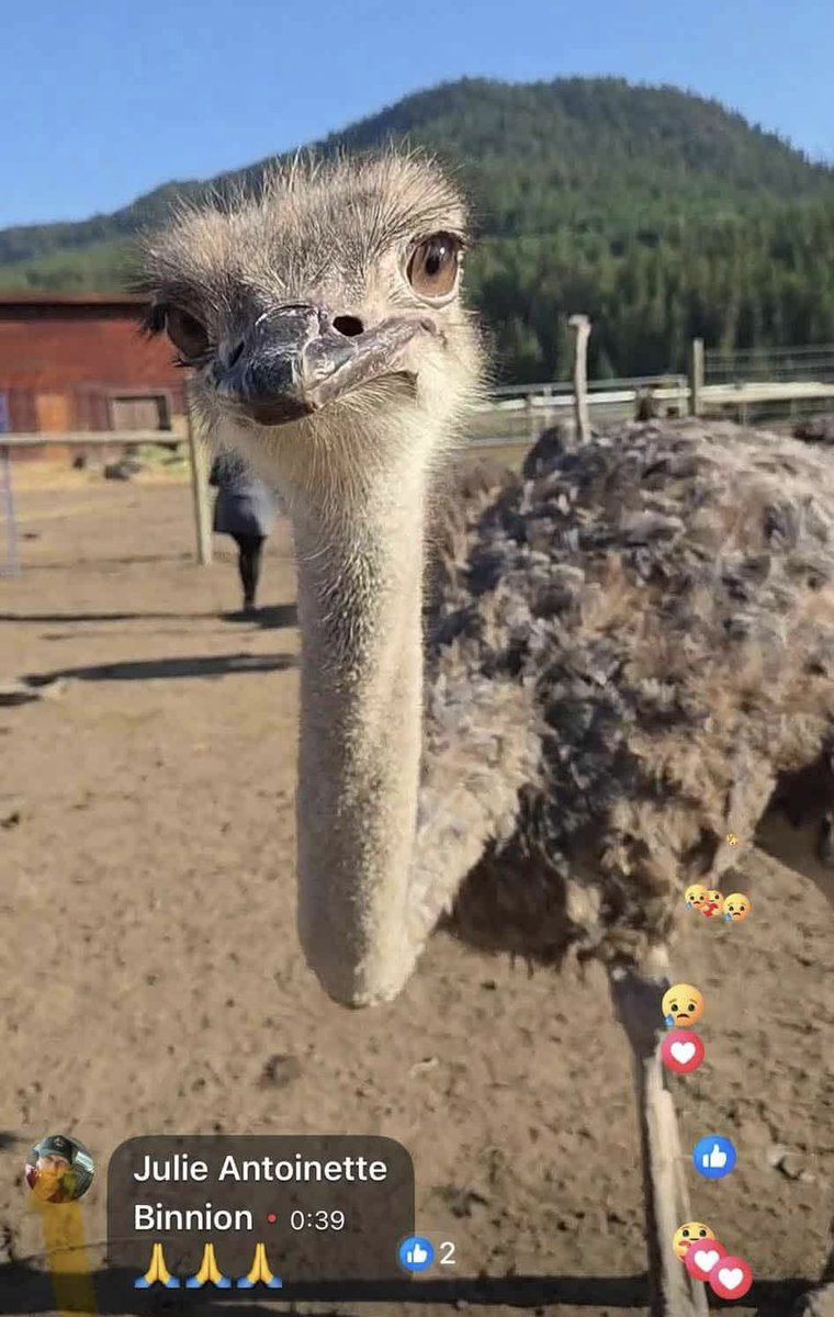 toobaffled's tweet image. It’s a dark day in Canada when a mother and daughter are arrested simply for trying to protect their healthy animals and keep their farm alive.

The planned execution of 398 HEALTHY ostriches at Universal Ostrich Farm is not only unscientific, it’s unjust. And the world is…