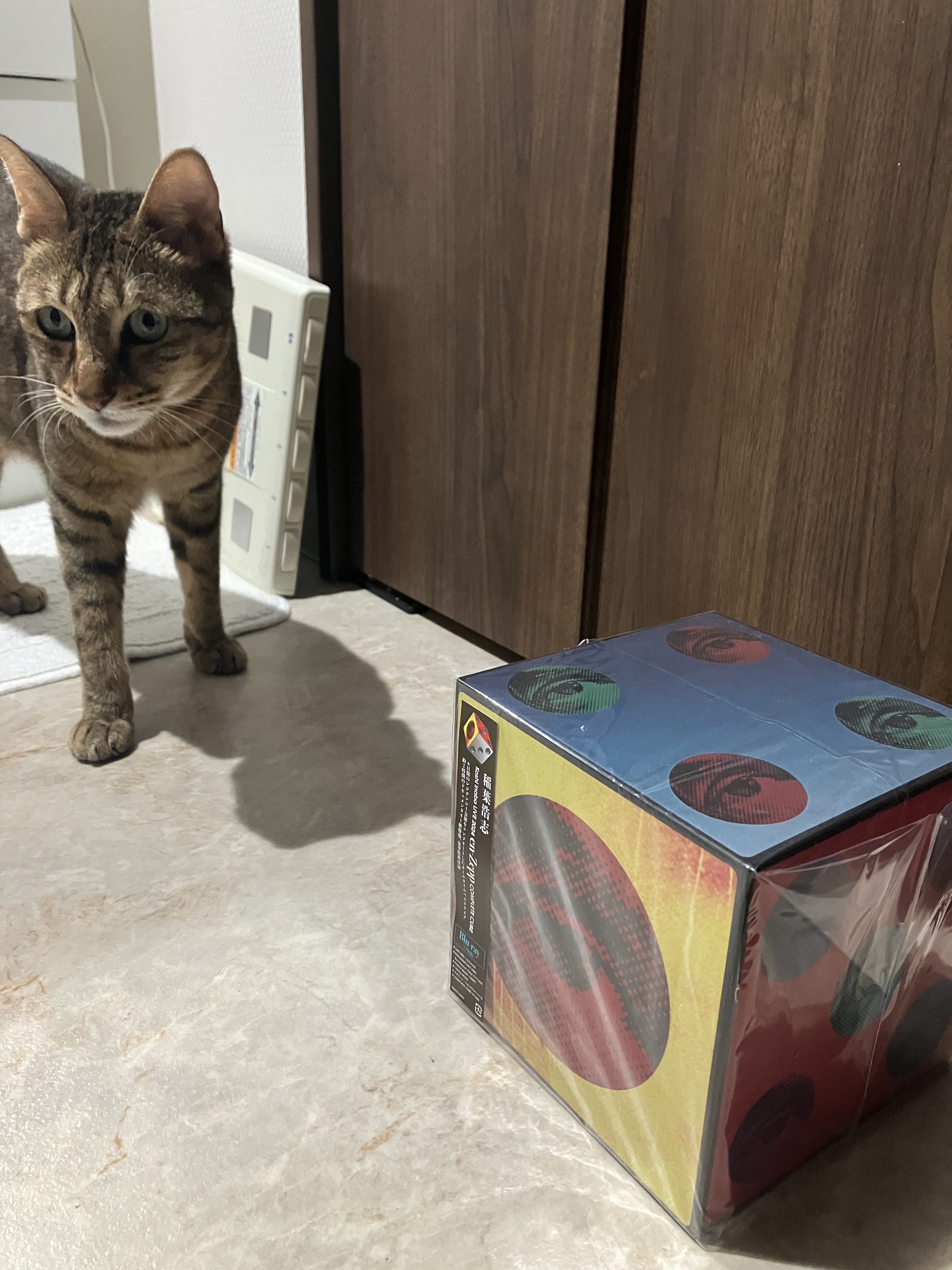 カコ🐈‍⬛🐈⸒⸒⸒ on X: 
