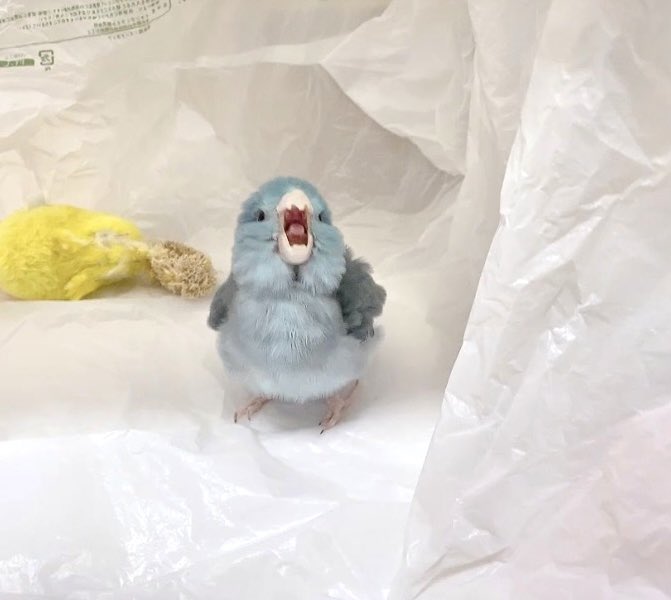こんにちがおー♪

#がおーマメ