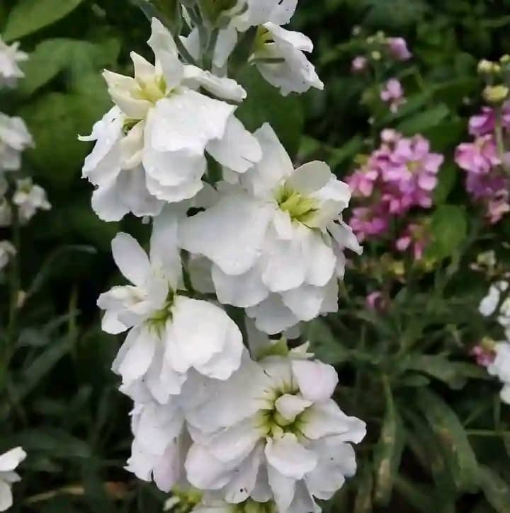 packbugom's tweet image. 