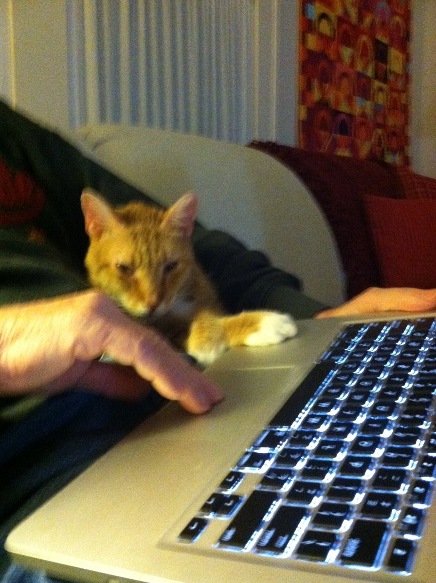 MAtchisonGolf's tweet photo. @_XDogs This is Mandoo, as in Cat Mandoo.

He was the most loving cat who had at least one paw touching you at all times when sitting on the couch with you, or in the case of my dad when using the computer on the keyboard.

He was more human than cat, and is still missed 10 years later https://t.co/1edmRIG9Lp