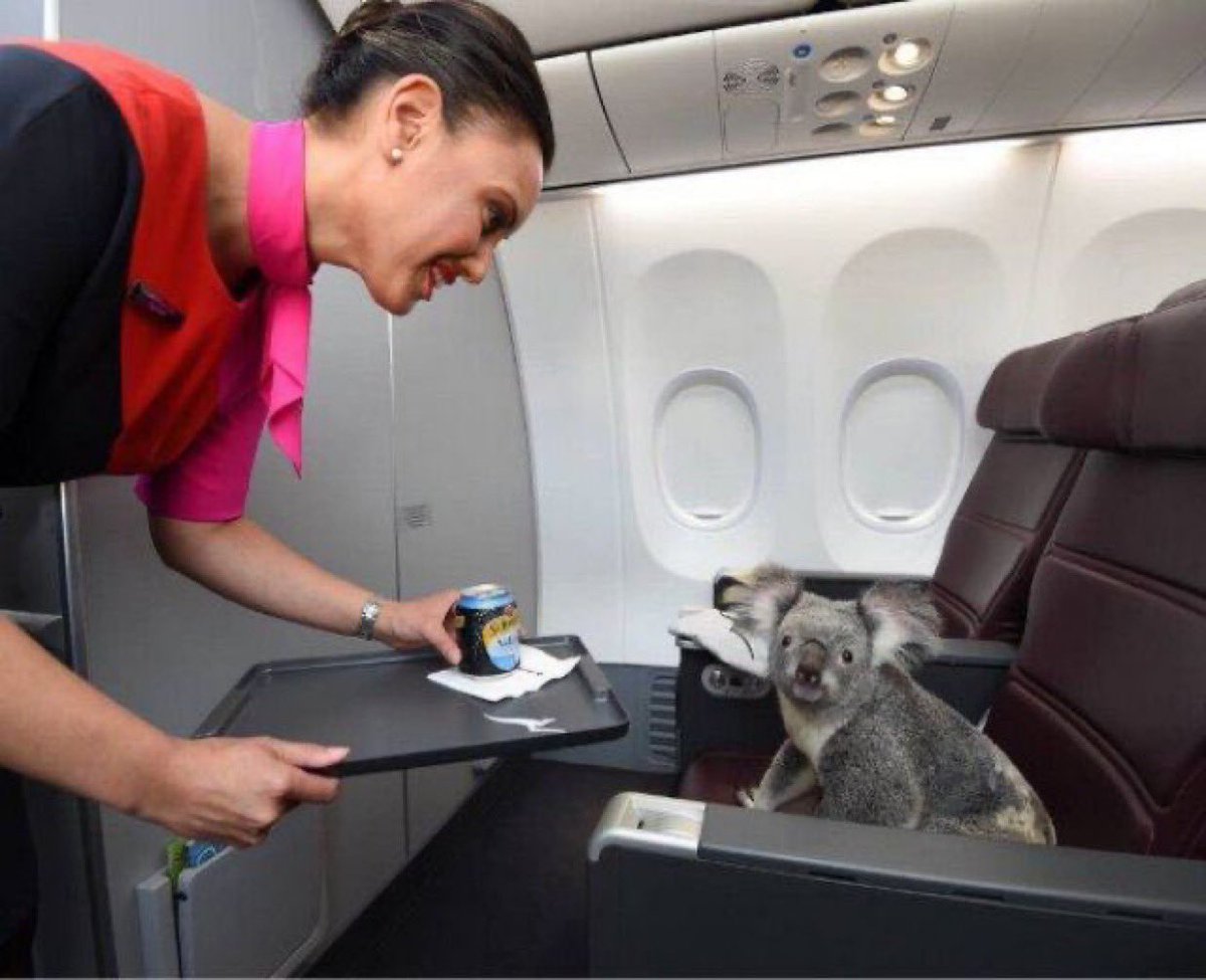This must be first class.  (You can tell by the koala tea.)
