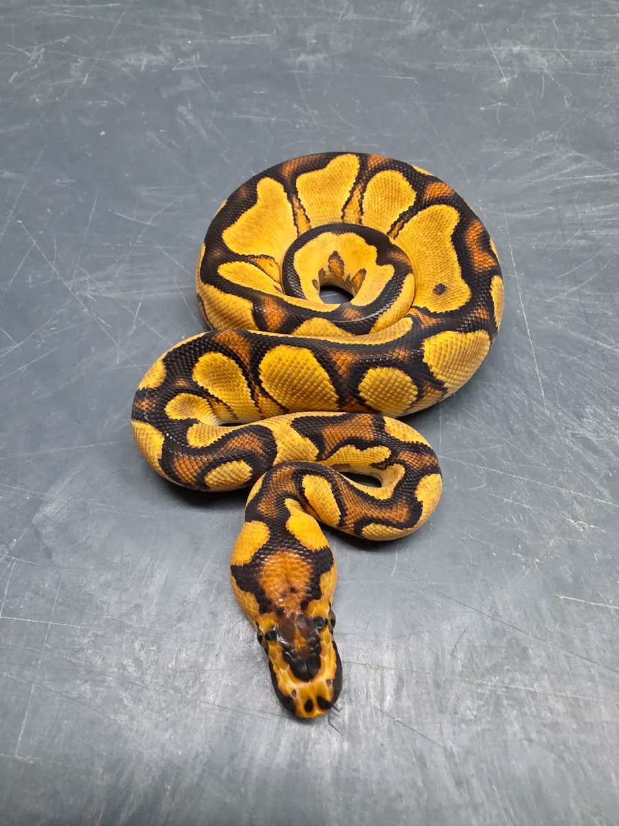 KaoticMorphz's tweet image. OD YB ENCHI CLOWN
PAIRING WAS A OD YB ENCHI CLOWN TO A LEOPARD CLOWN 🐍
#KAOTICMORPHZ
#BABYBALLPYTHON
#MORPHMARKET