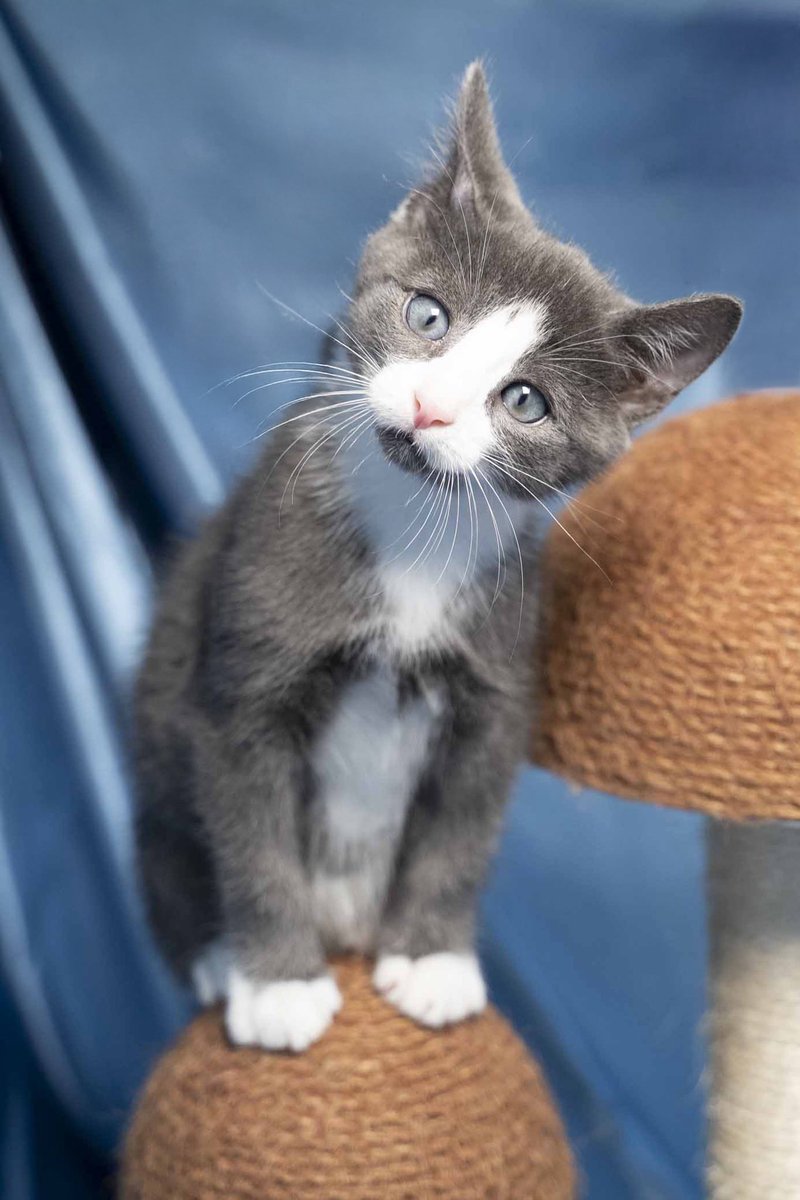 Bruno is a sweet &amp; inquisitive grey &amp; white #kitten with mesmerizing blue eyes. He is full of personality &amp; curiosity &amp; hoping for an engaging forever family that can continue to teach him as he grows.

#catsofX #kittenlover #catlover #rescuecat