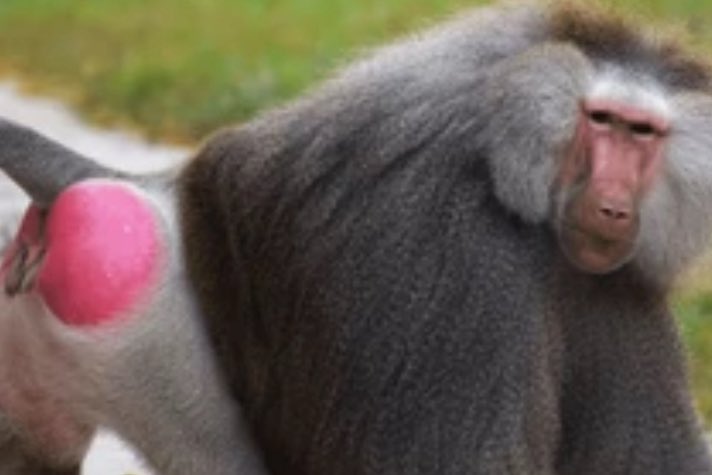 #الاهلي_بيراميدز اجل الحارقة الحمراء 🤣🤣🤣🤪🤪🤪🤪