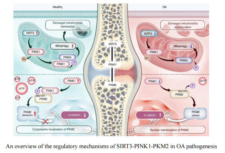 BoneRes_Office's tweet photo. Featured in Bone Research's [Top 5 Articles in the first half of 2025]🥳：PINK1 is a protein vital for cellular health. In this research, boosting PINK1 protected joints by clearing bad mitochondria, shielding them from osteoarthritis. New hope for healthier cartilage!👇
#PINK1 #bone #osteoarthritis 
@BoneRes_Office 
https://t.co/NWCPEki0xn