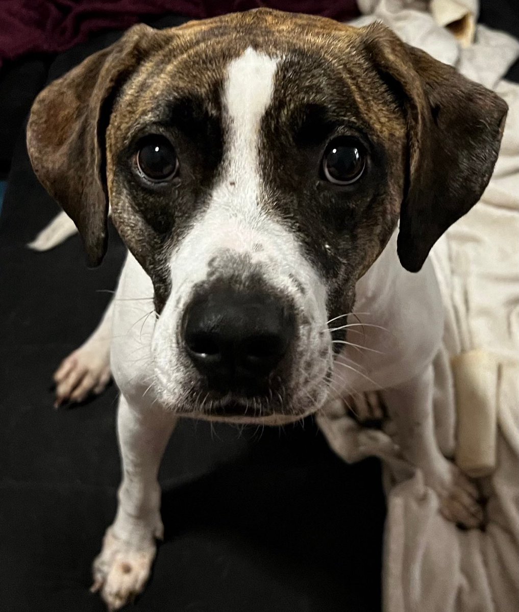 Lizards and Locations tweet media